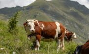 Brunhvite kyr beiter i en blomstrende fjelleng foran høye fjell