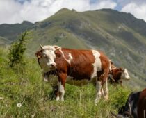 Brunhvite kyr beiter i en blomstrende fjelleng foran høye fjell