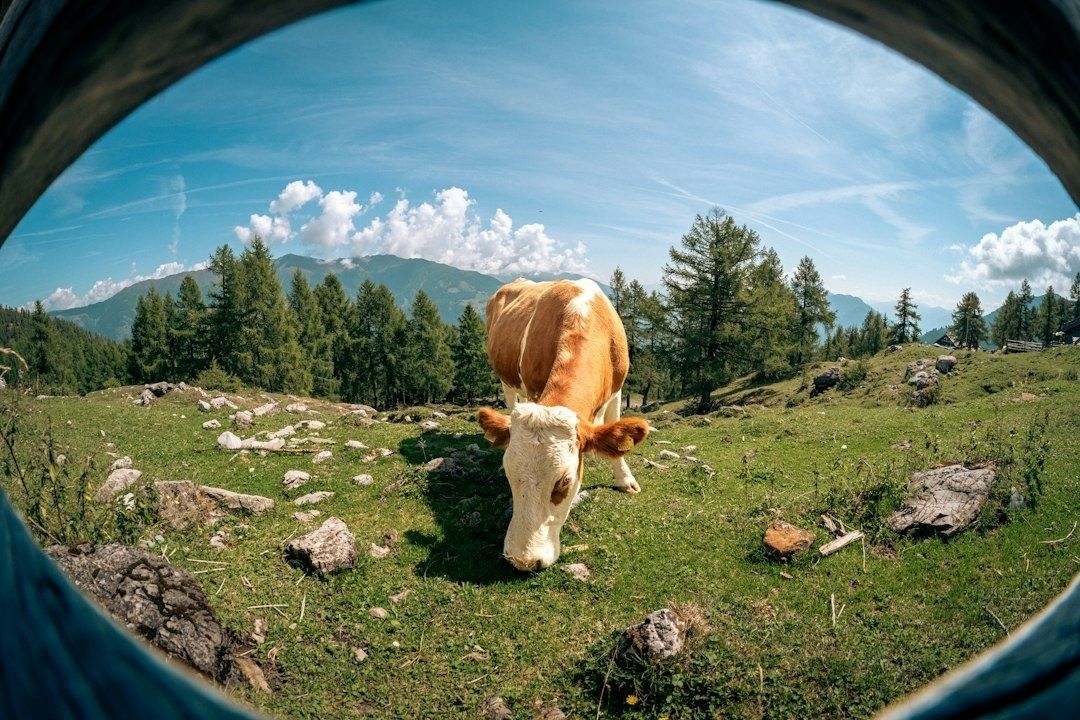 Ku beiter på en steinete setervoll med fjell i bakgrunnen